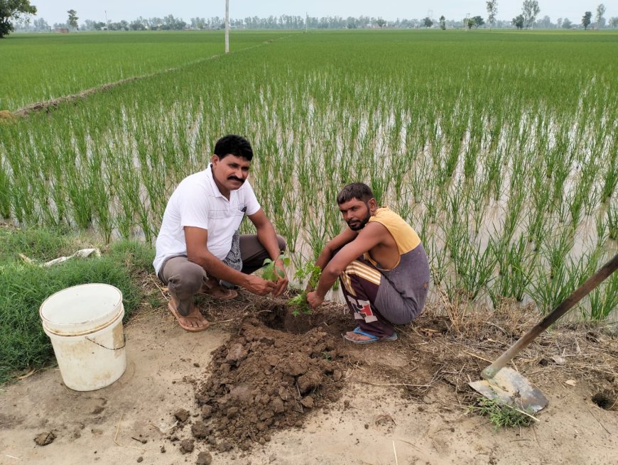 नेकी का घर संस्था गुहला चीका द्वारा किया गया पौधा रोपण ।