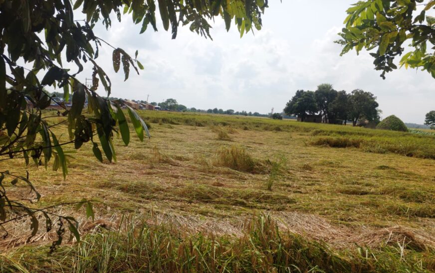 बरसात से धान की फसल में नुकसान, खेतों में बिछी धान की फसल