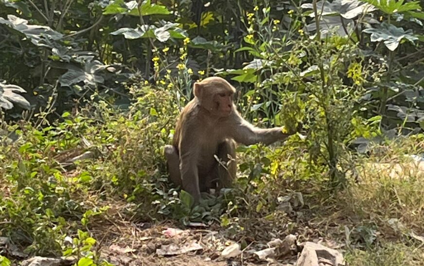 सोहना में बंदरों ने मचाया आतंक